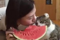 猫咪打闹主人吃瓜,主人吃瓜，欢乐一家亲