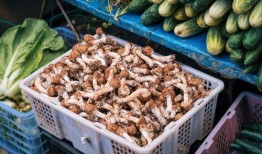 芒市吃瓜原视频,一场视觉盛宴的美食之旅