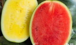 怎么吃瓜显高档