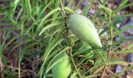 草滩吃瓜,悠闲吃瓜时光