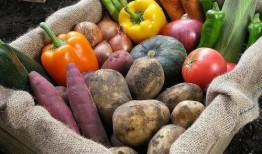 穿越吃瓜多木,多木世界的奇幻冒险