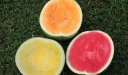 吃瓜白色,网络热词背后的文化现象