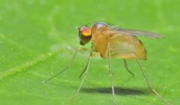 吃瓜叶子小飞虫,揭秘夏日餐桌上的神秘访客