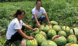 茂名网红吃瓜事件,揭秘网络舆论的风暴与真相