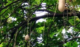 吊瓜树的瓜可以吃吗