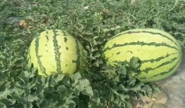 茂名网红吃瓜事件,揭秘网络舆论的风暴与真相